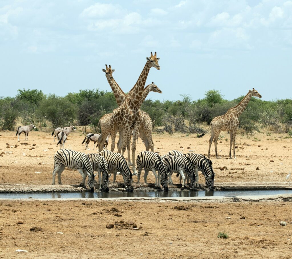 At the waterhole, Namibia