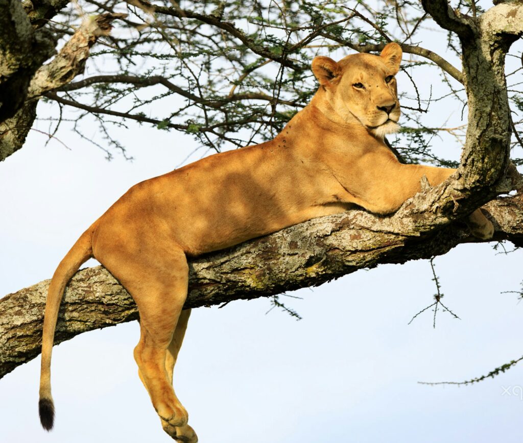 Ndutu Serenegti and Ngorongoro Safari 2019