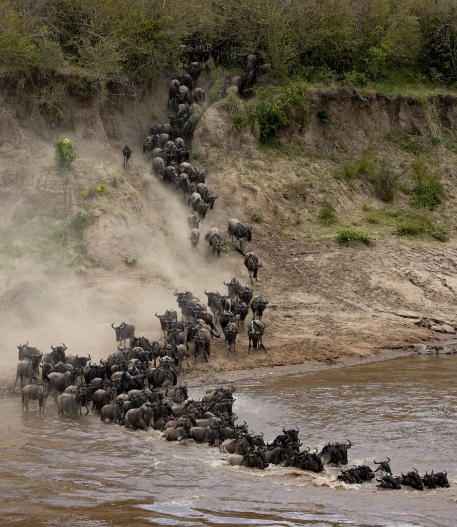 The Great Migration in Africa